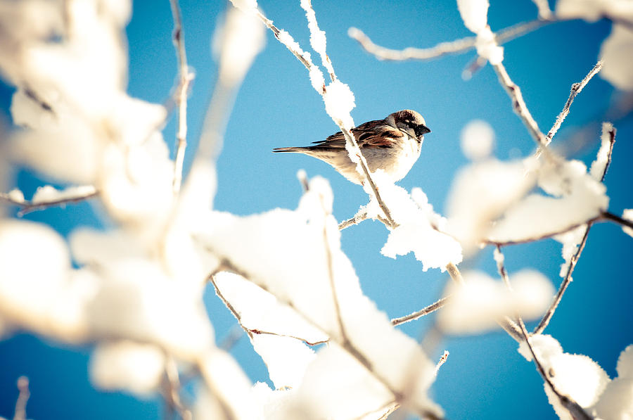 Cool Photograph - Bird hiding in a snow tree by Tammy Abrego