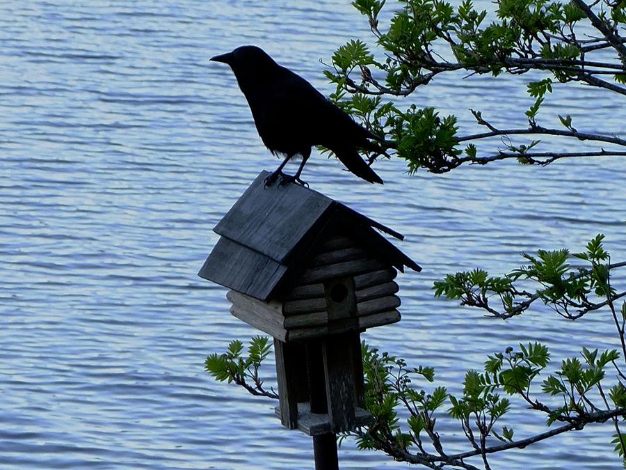 Bird house and crow Photograph by Will LaVigne