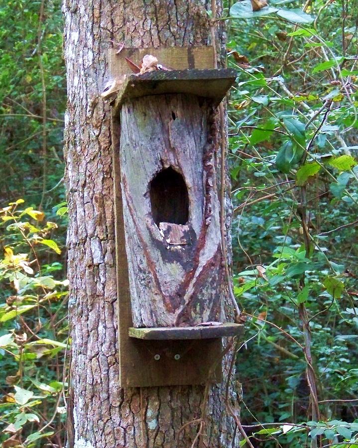 Tree Photograph - Bird House by Chuck Hicks