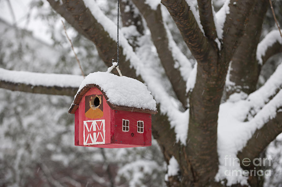 Winter Photograph - Bird house on tree in winter by Elena Elisseeva