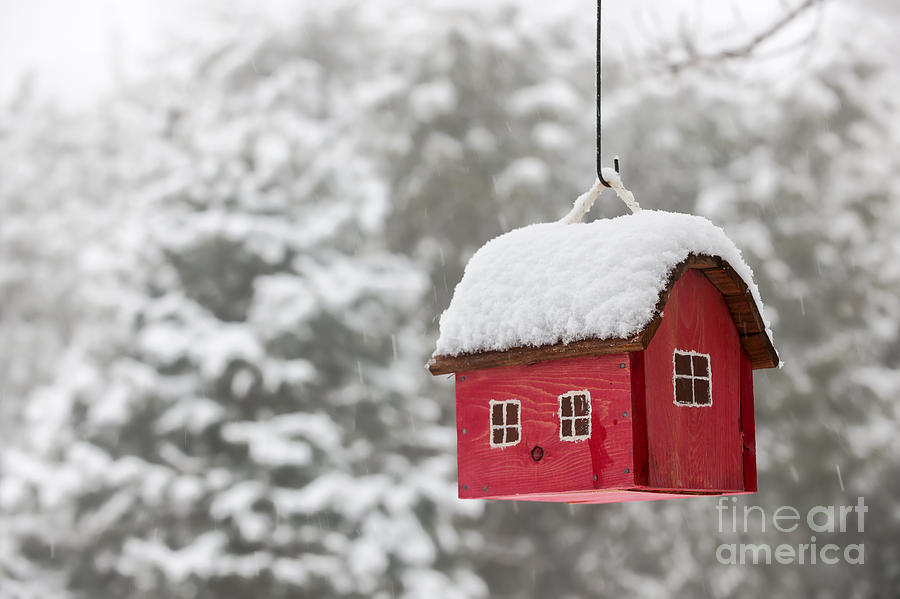 Bird house with snow in winter Photograph by Elena Elisseeva