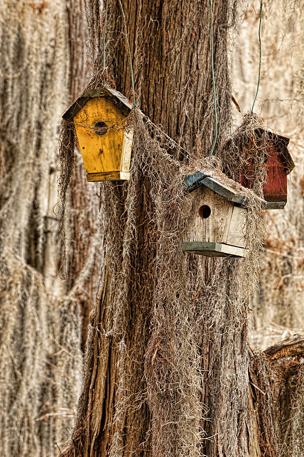 Bird Houses Photograph by Jack Milchanowski