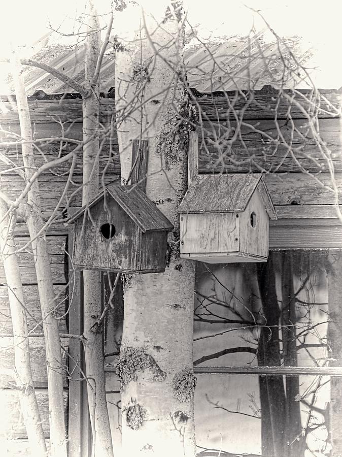 Bird Houses Vintage Style Photograph by Jenny Hudson