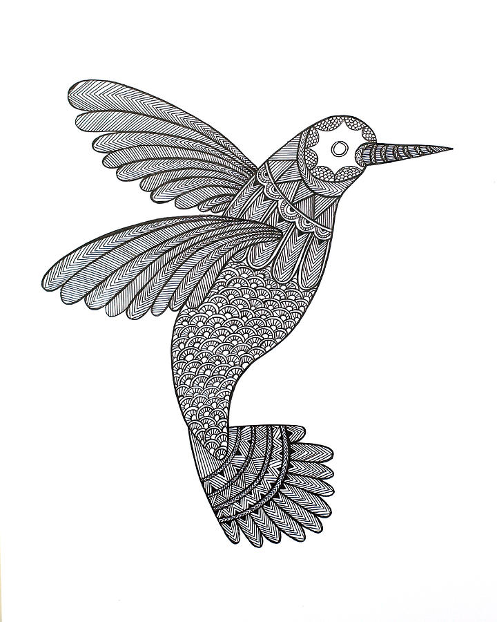 Black And White Drawing - Bird Hummingbird by MGL Meiklejohn Graphics Licensing