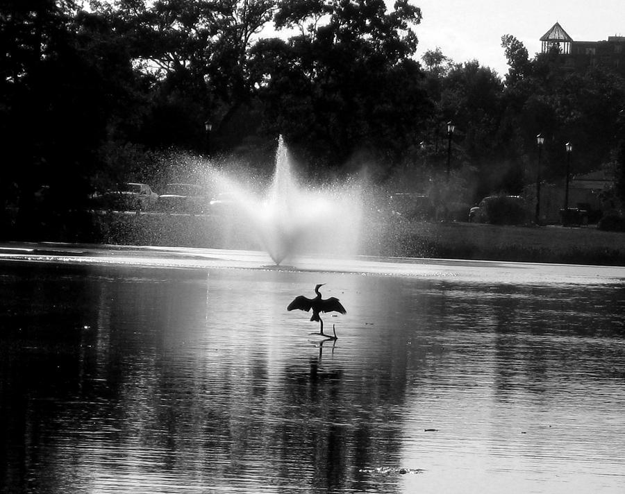 Bird Imitates Fountain Photograph by Daniel Schubarth