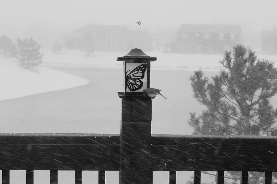 Bird In A Blizzard In Black And White Photograph by Barbara Dean