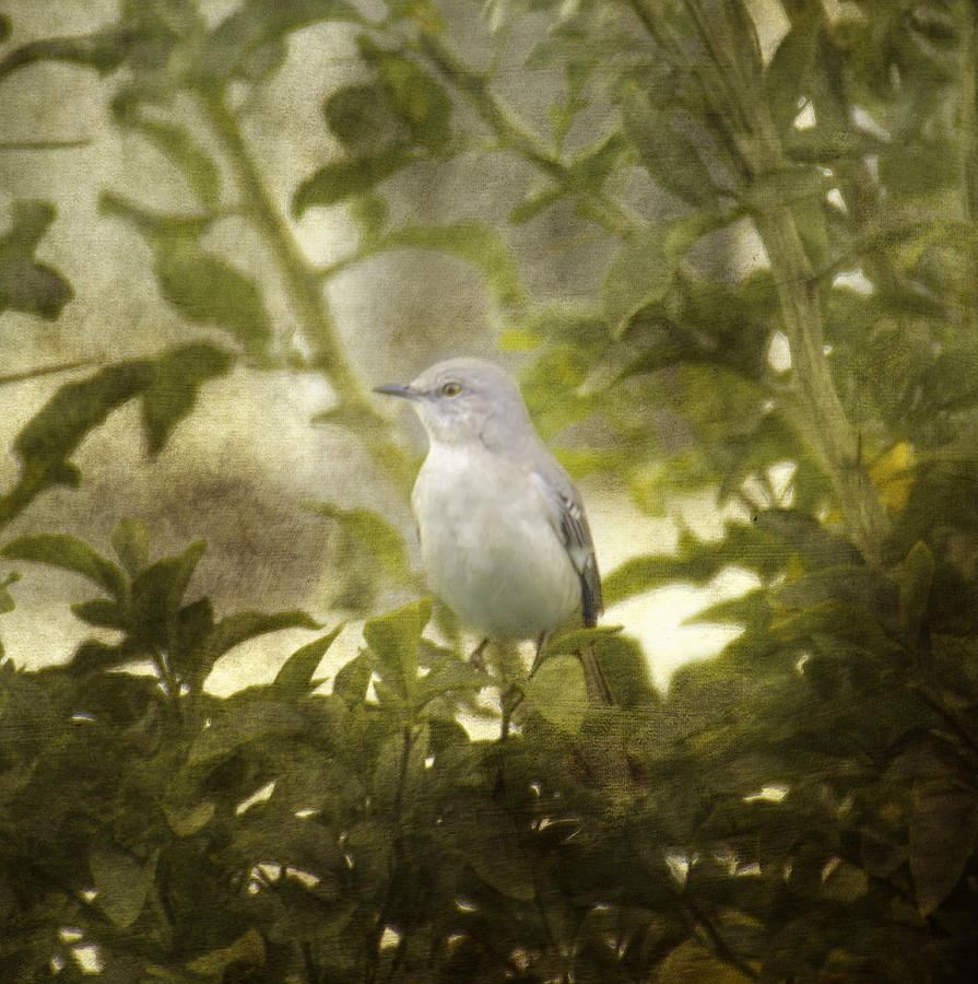 Bird in a Bush Photograph by Judy Hall-Folde