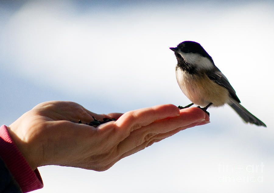 Bird In A Hand Photograph by Terry Elniski