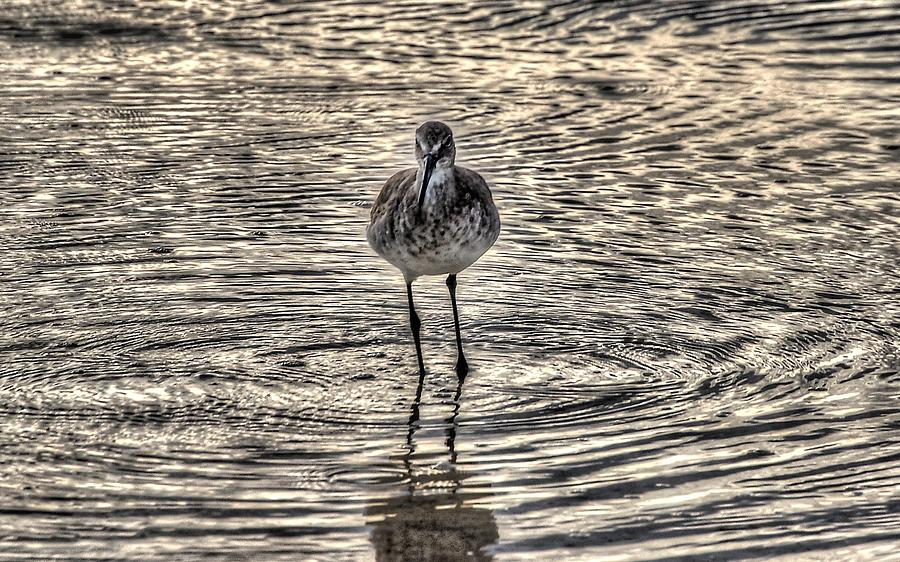 Bird in a Puddle Photograph by Michael Thomas
