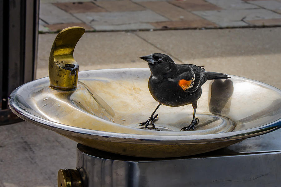 Bird in a Water Fountain Photograph by Tom Gort