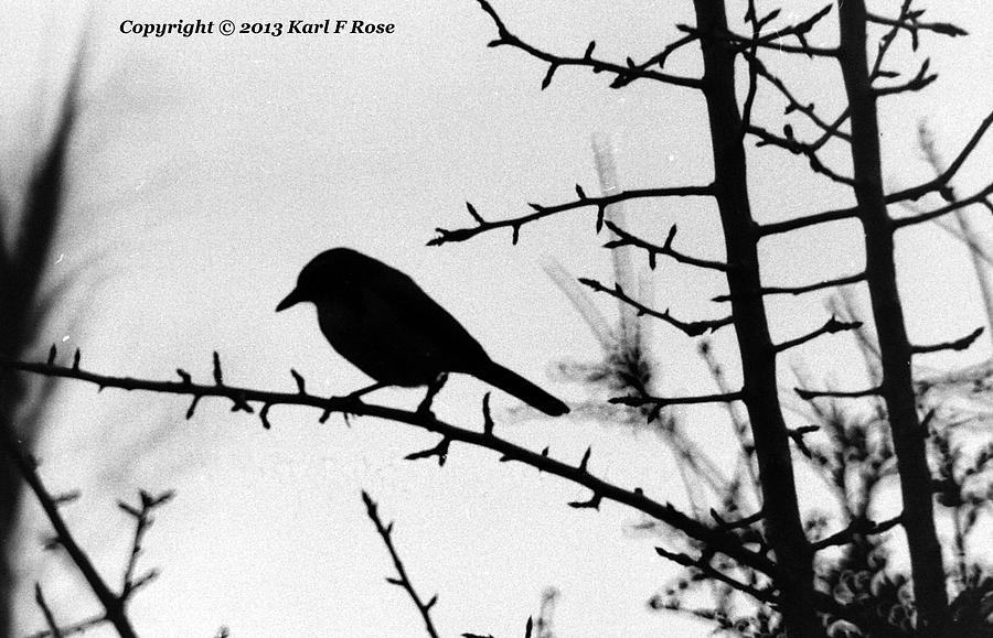 Bird in B and W Photograph by Karl Rose