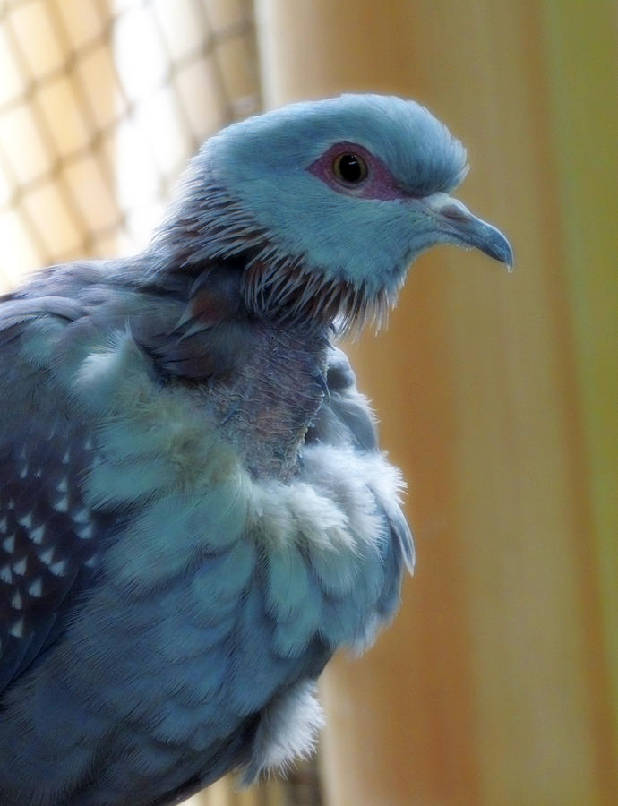 Bird in Blue Dress Photograph by Munir Alawi