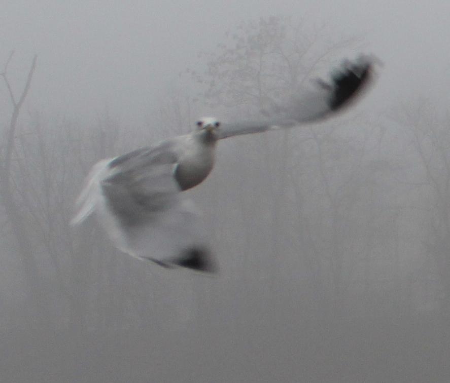 Bird in Flight Photograph by Denise Cicchella