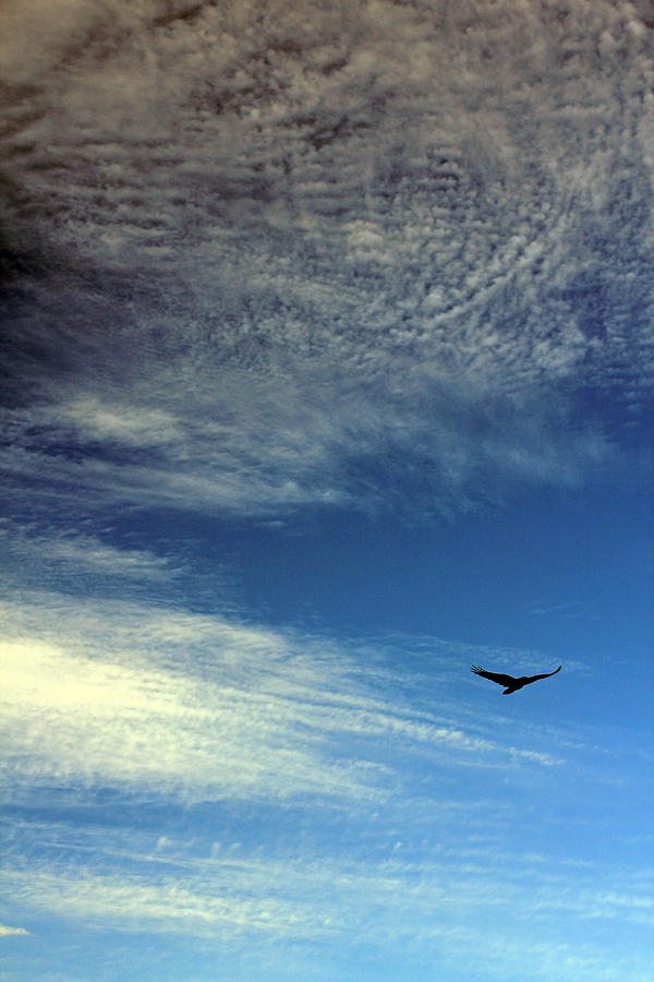 Bird in Flight Photograph by Jennifer Robin
