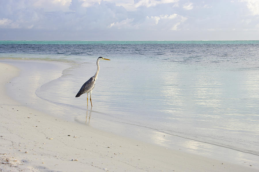 Bird in Lagoon Photograph by Elena Paskova - Fine Art America