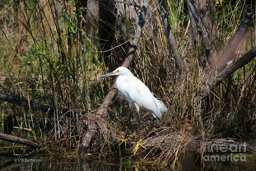 Bird in Marsh Photograph by Veronica Batterson