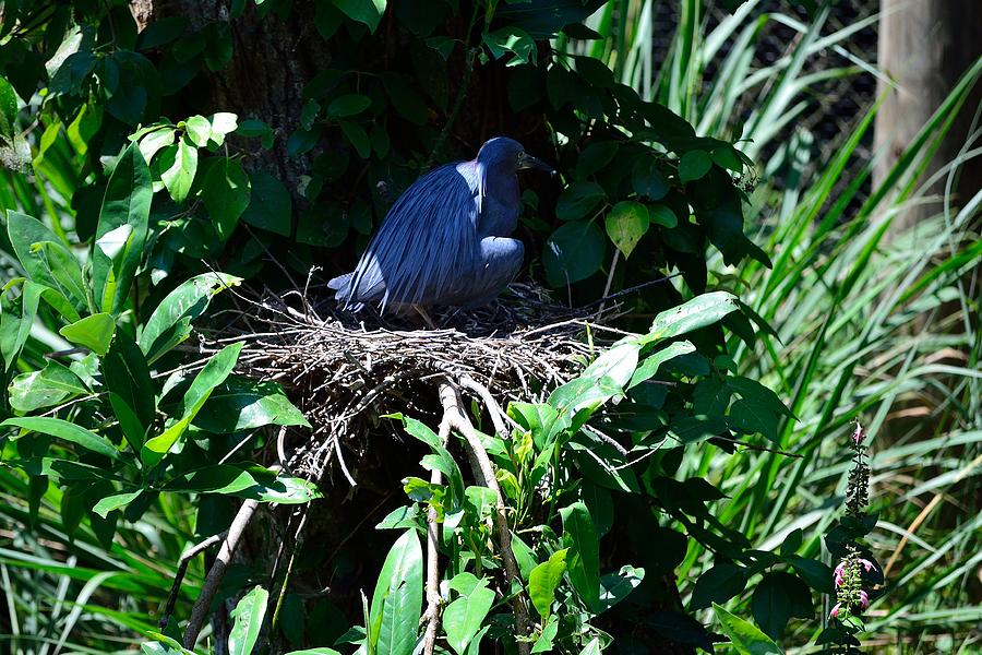 Bird in Nest Photograph by Richard Zentner