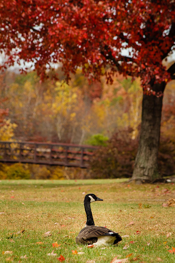 Bird in park Photograph by SAURAVphoto Online Store