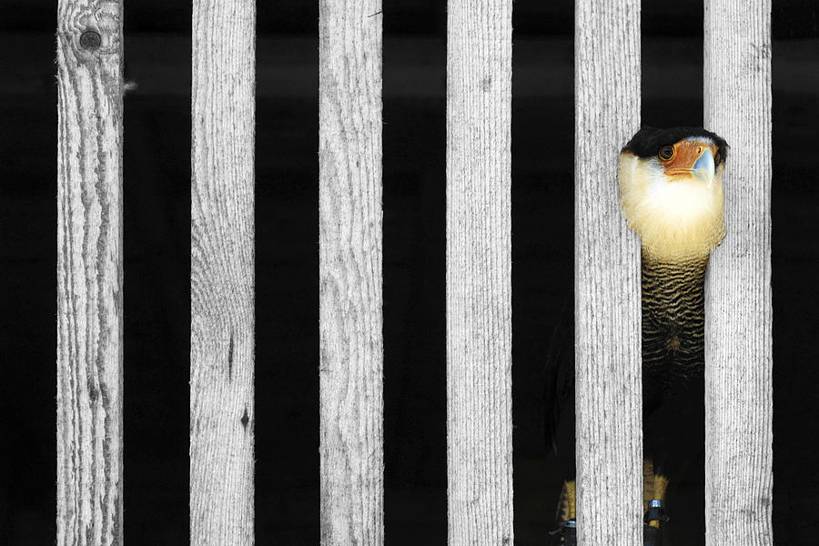 Bird in Prison Photograph by Chevy Fleet