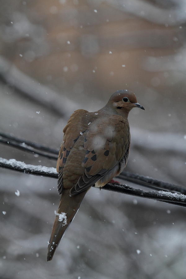 Bird In Snow - Animal - 01132 Photograph by DC Photographer
