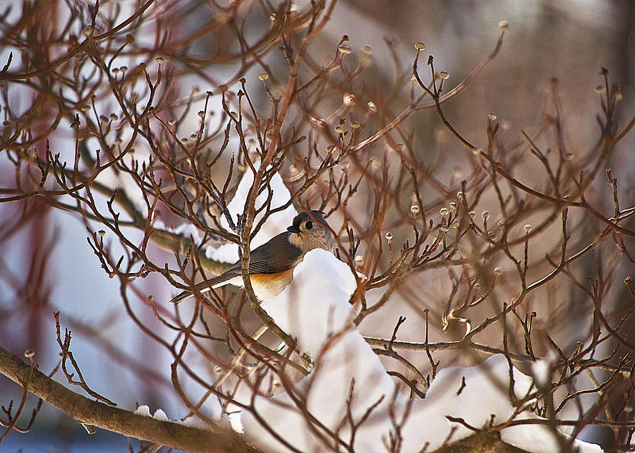Bird In Snow Wil 319 Photograph by Gordon Sarti