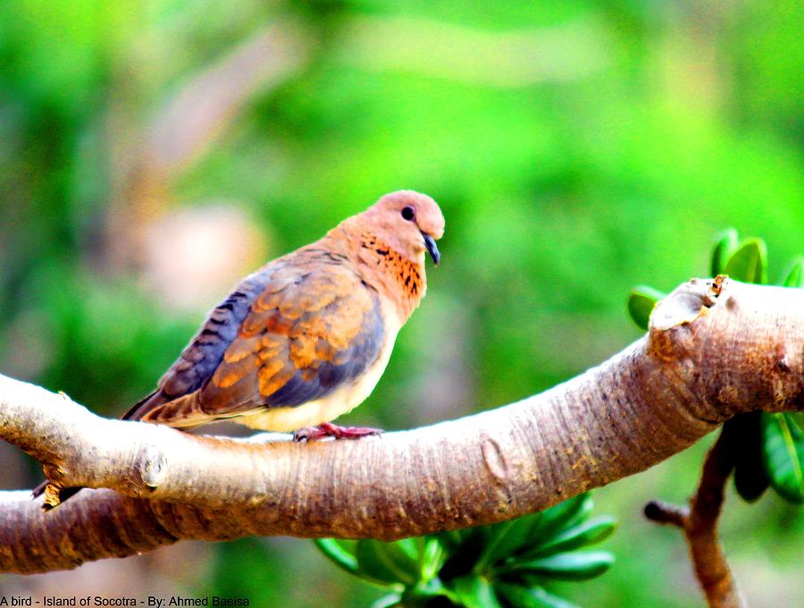 Socotra Photograph - Bird in Socotra by Muneer Binwaber