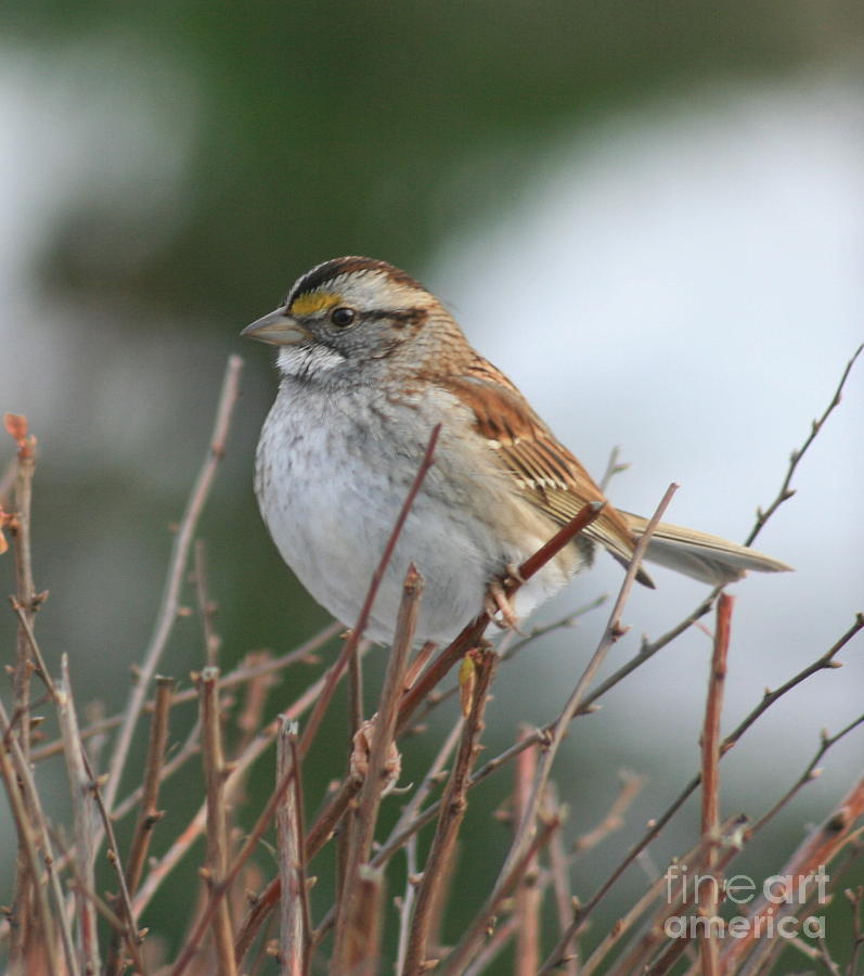 Spring Photograph - Bird in the bush by Marcel  J Goetz  Sr