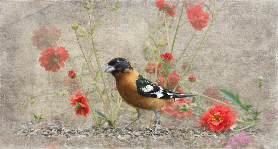 Bird in the Garden Photograph by Angie Vogel