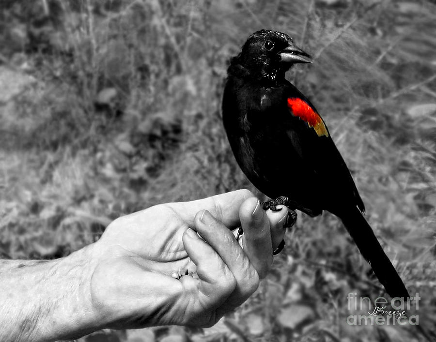 Bird in the Hand.Seattle.BW Photograph by Jennie Breeze