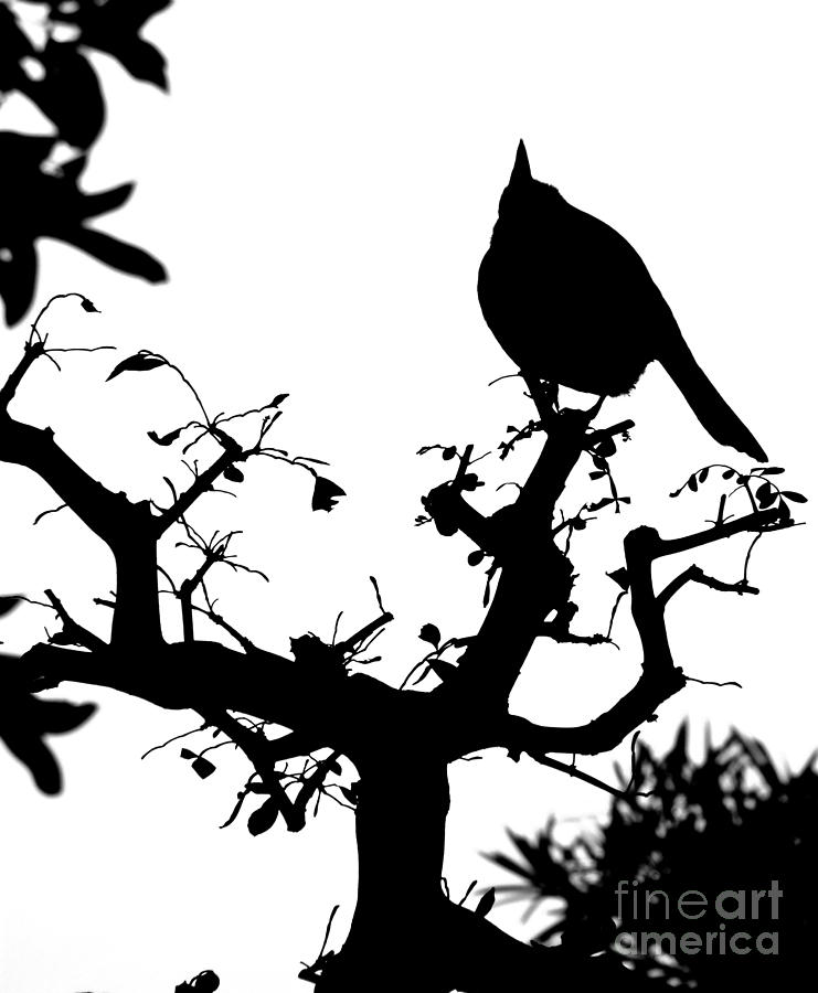 Bird Photograph - Bird in Tree by Shawna Gibson