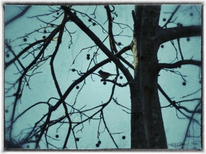 Bird in Tree Photograph by Tara Potts