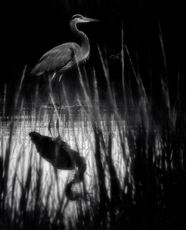 Bird Izza Word Photograph by Robert McCubbin