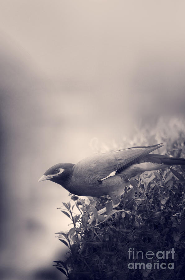 Bird Photograph by Jelena Jovanovic