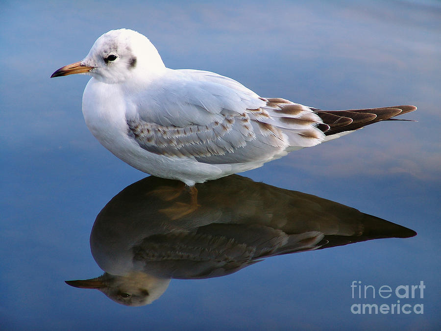 Bird Reflections Photograph by John Swartz