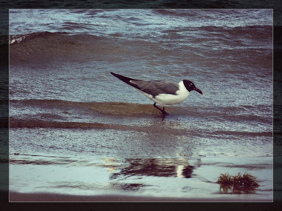 Bird Photograph - Bird landing by Anandi Godse Bird Photograph - Bird landing by Anandi Godse
