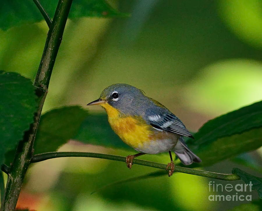 Bird Little Yellow Breasted Photograph By Wayne Nielsen Pixels   Bird Little Yellow Breasted Wayne Nielsen 