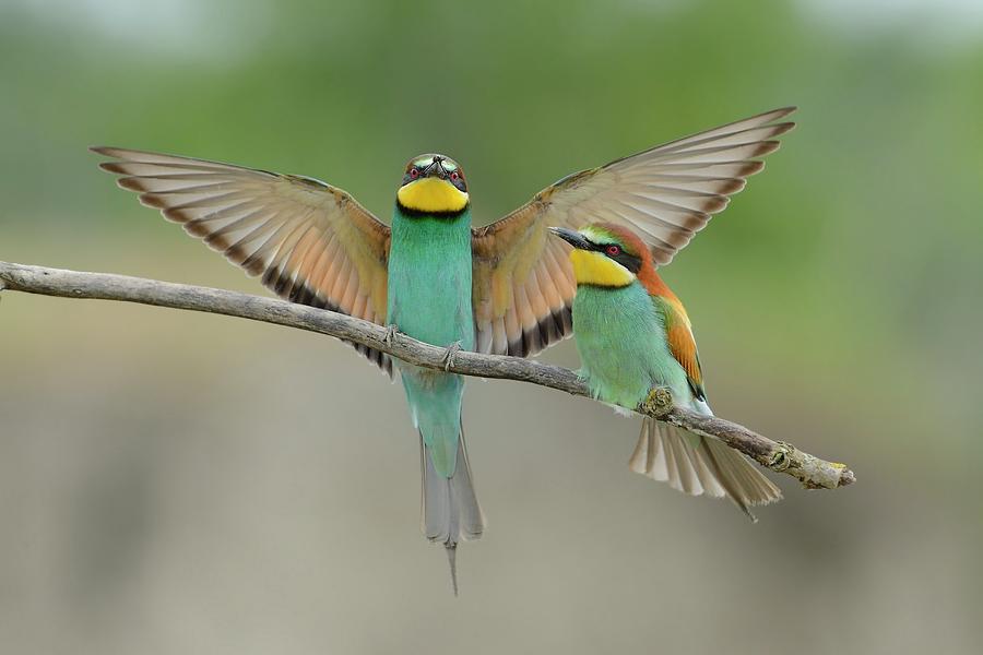 Bird Photograph by Marco Pozzi Photographer