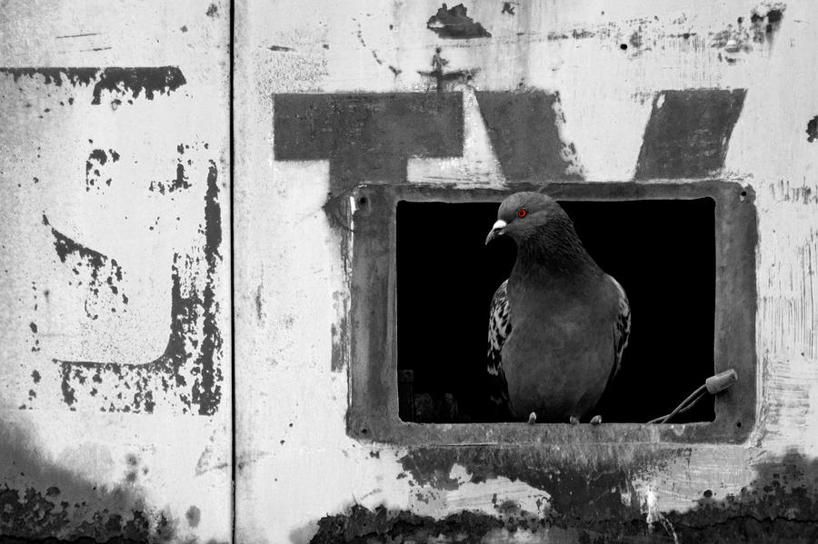 Bird Motel No.2 BW Photograph by Daniel Woodrum