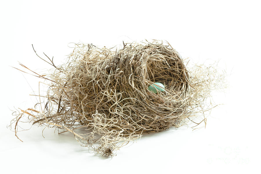 Bird Nest 1 Photograph by Jo Ann Tomaselli