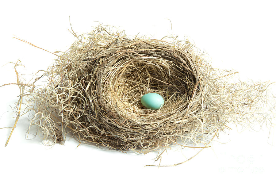 Bird Nest 2 Photograph by Jo Ann Tomaselli