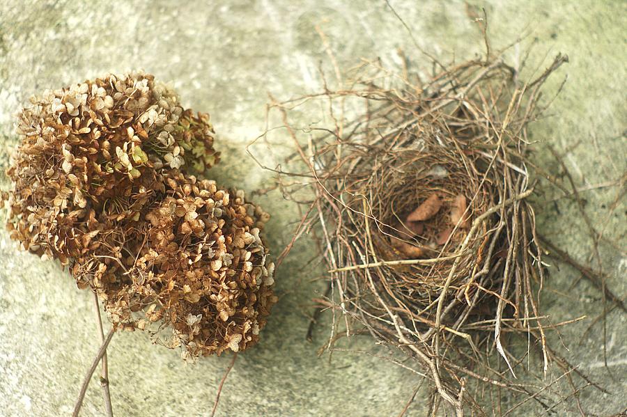 Bird Nest and Hydrangea Still Life Photograph by Suzanne Powers