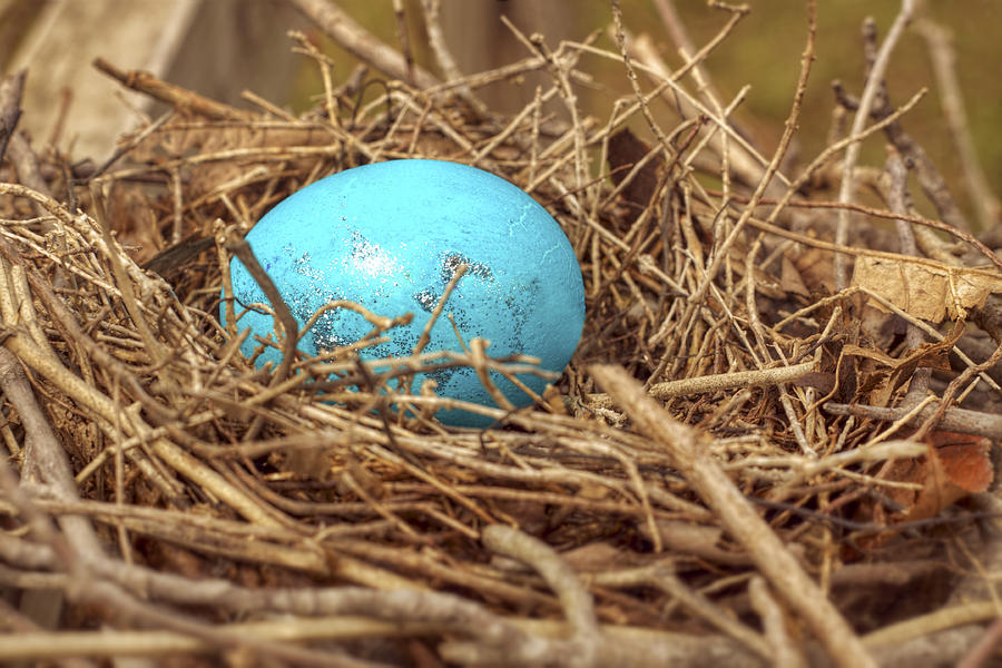 Easter Photograph - Bird Nest Easter Egg Basket by Jason Politte