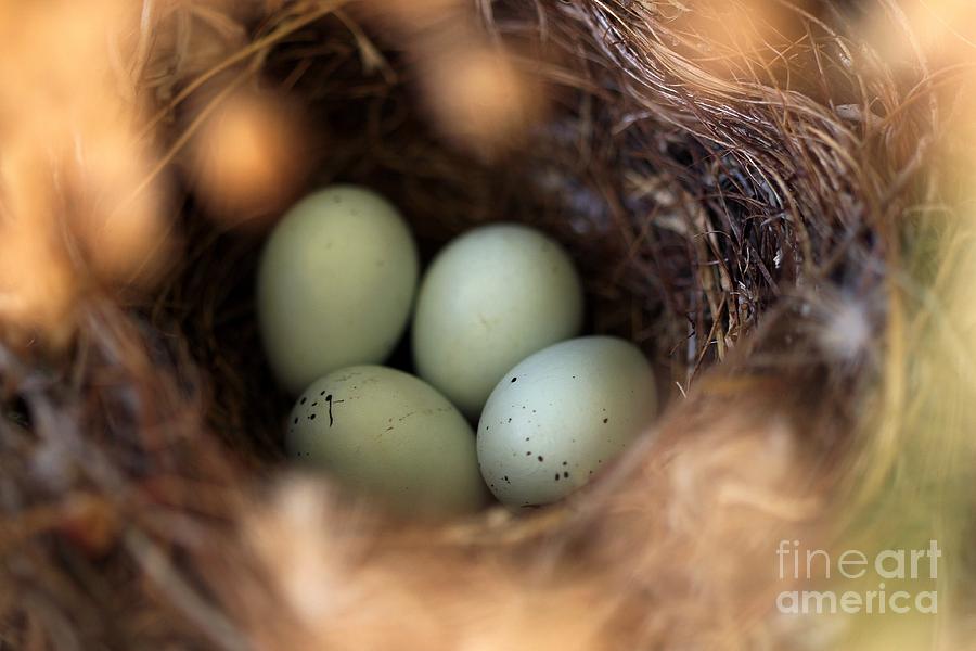 Bird Nest Photograph by Henrik Lehnerer