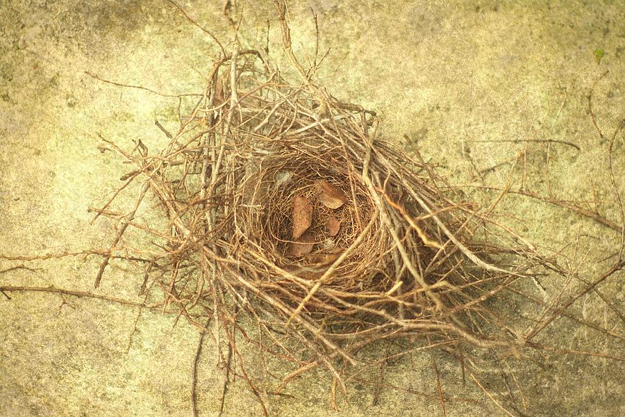 Bird Nest II Photograph by Suzanne Powers