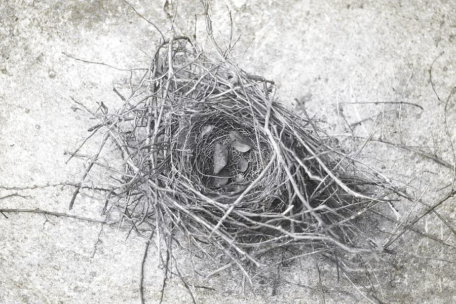 Bird Nest In Black and White Photograph by Suzanne Powers