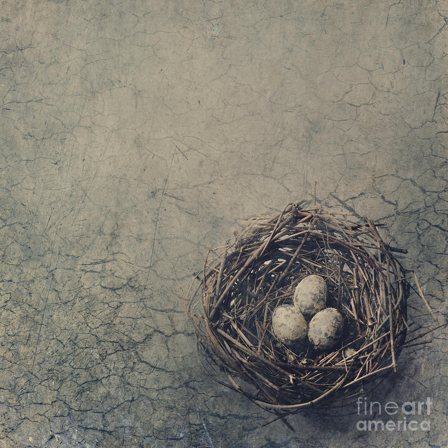 Bird Nest Digital Art by Jelena Jovanovic