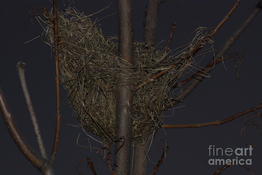 Nest Photograph - Bird Nest by Mark McReynolds Nest Photograph - Bird Nest by Mark McReynolds