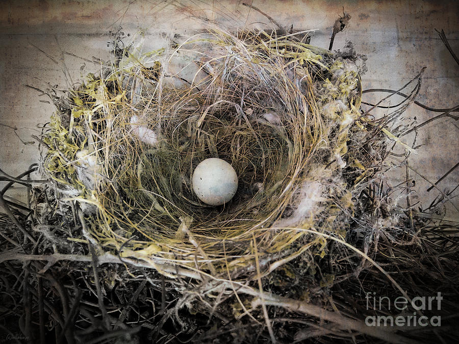 Bird Nest - Occupied Photograph by Ella Kaye Dickey