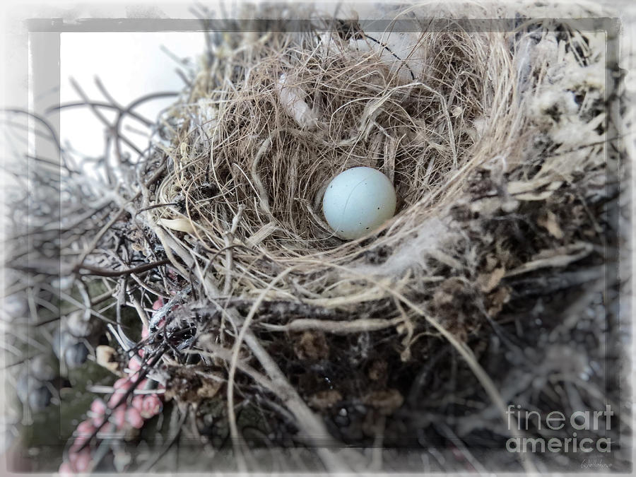 Bird Nest - Room For One Photograph by Ella Kaye Dickey