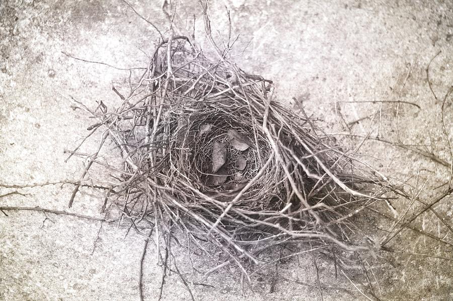Bird Nest With Brown Photograph by Suzanne Powers
